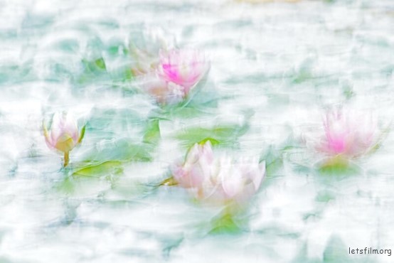 ‘Water Lily Painting,’ Plants and Fungi — Winner, © Antje Kreienbrink | GDT Nature Photographer of the Year 2023    