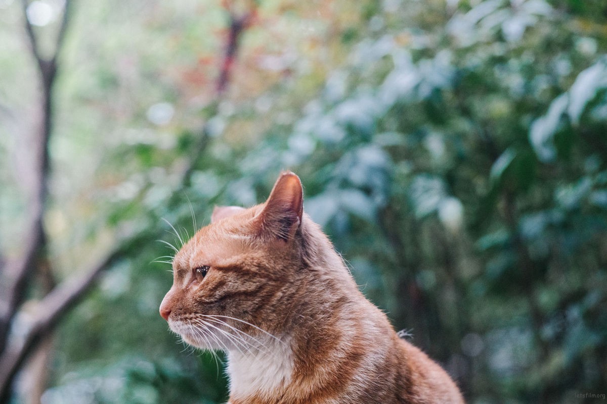那些流浪猫教会我的事:关于爱、边界感与好好告别 | 胶片的味道 Apirl (21)