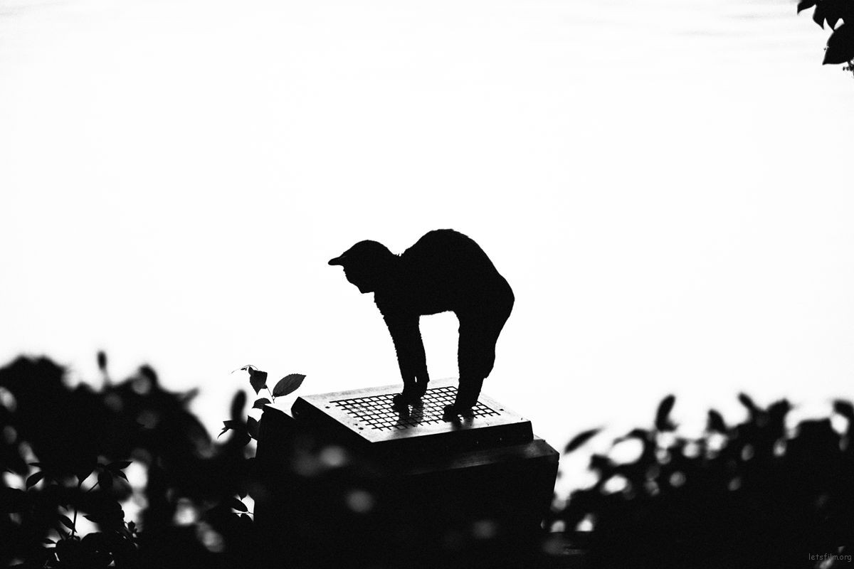 那些流浪猫教会我的事:关于爱、边界感与好好告别 | 胶片的味道 June (30)