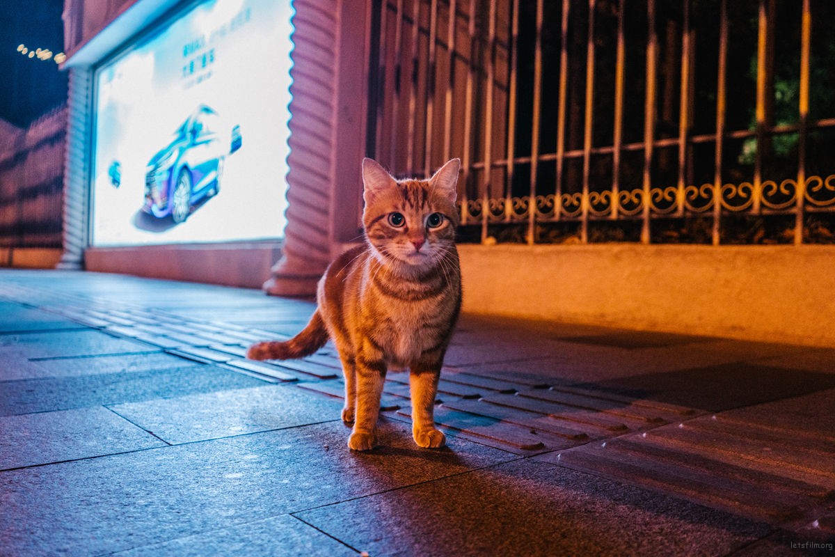 那些流浪猫教会我的事:关于爱、边界感与好好告别 | 胶片的味道 March (29)
