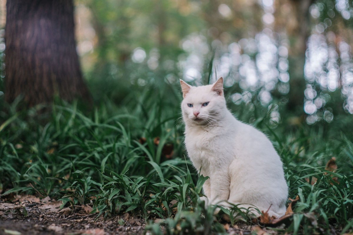 那些流浪猫教会我的事:关于爱、边界感与好好告别 | 胶片的味道 November (152)