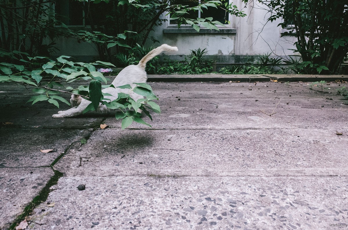 那些流浪猫教会我的事:关于爱、边界感与好好告别 | 胶片的味道 R0008023