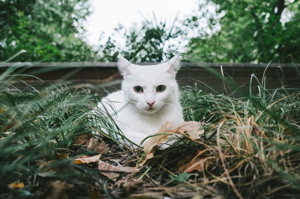 那些流浪猫教会我的事:关于爱、边界感与好好告别 | 胶片的味道 R0011668