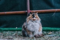 公园里的猫，活的都比我清醒