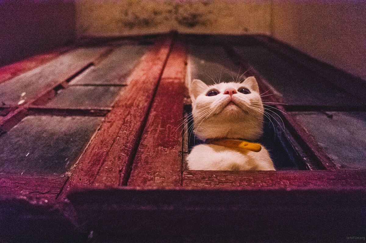 我们都蹲在窗台上,等一束不确定的光 | 胶片的味道 image_20260322171322