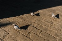 雍和宫的鸽子不念经 雍和宫的鸽子不念经