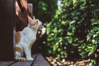 人间清醒不如猫间清醒