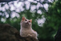 每个人的心里，都有一个回不去的夏天
